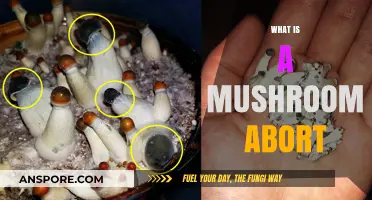 Mushroom Aborts: Nature's Little Mystery