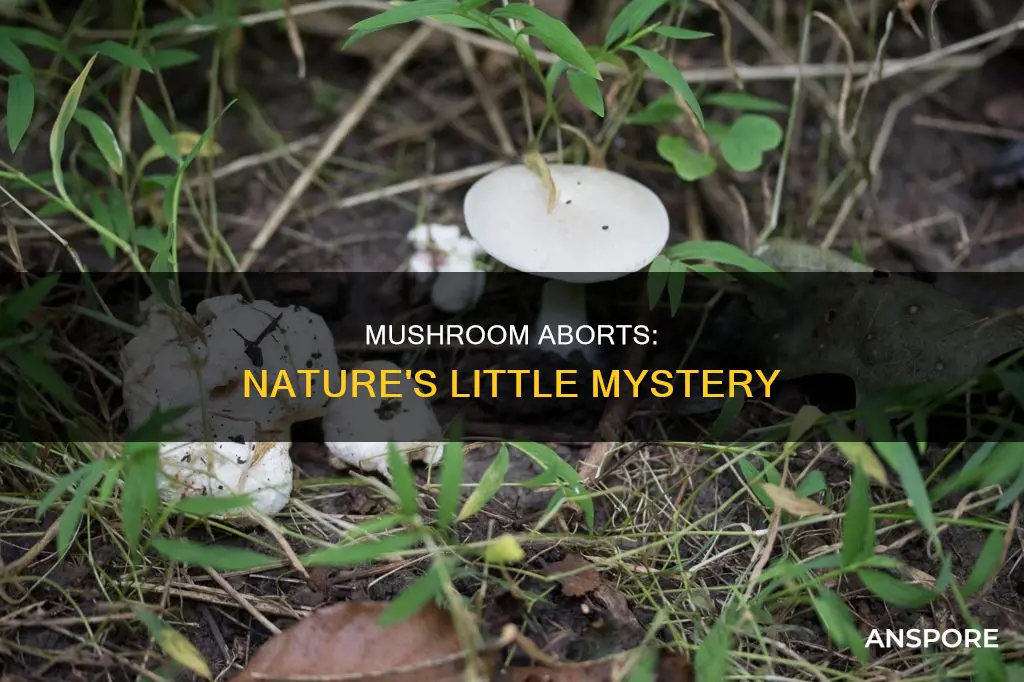 what is a mushroom abort