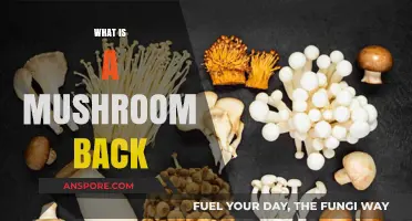 Mushroom Backs: What Are They?