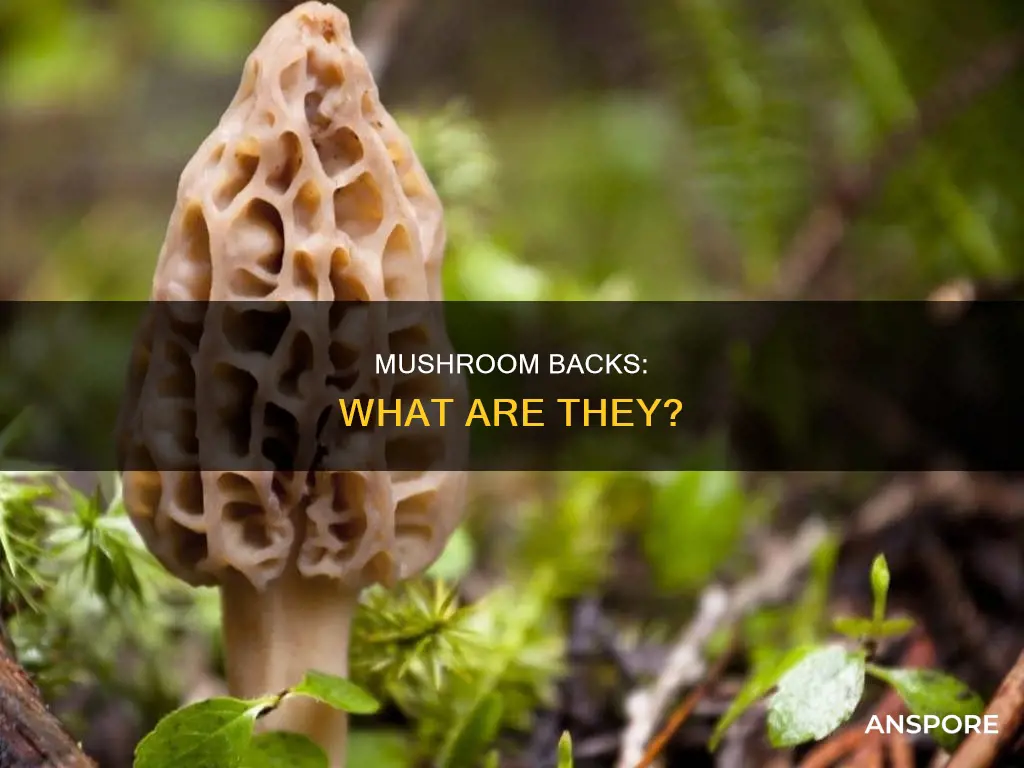 what is a mushroom back