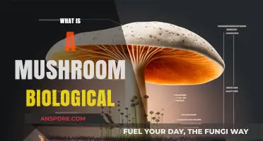 Mushrooms: Nature's Magical Biological Wonders