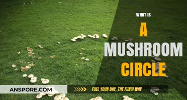 Mushroom Circles: Nature's Magical Mystery