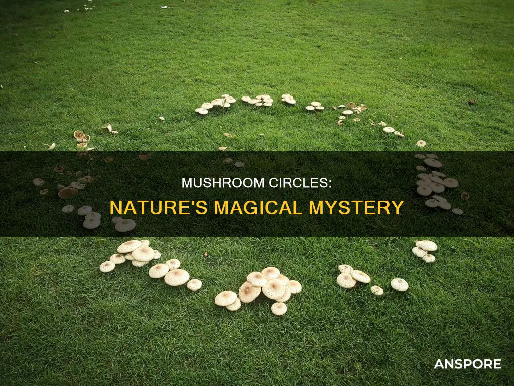 what is a mushroom circle