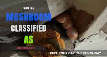 Mushrooms: Fungi, Not Plants – Understanding Their Unique Classification