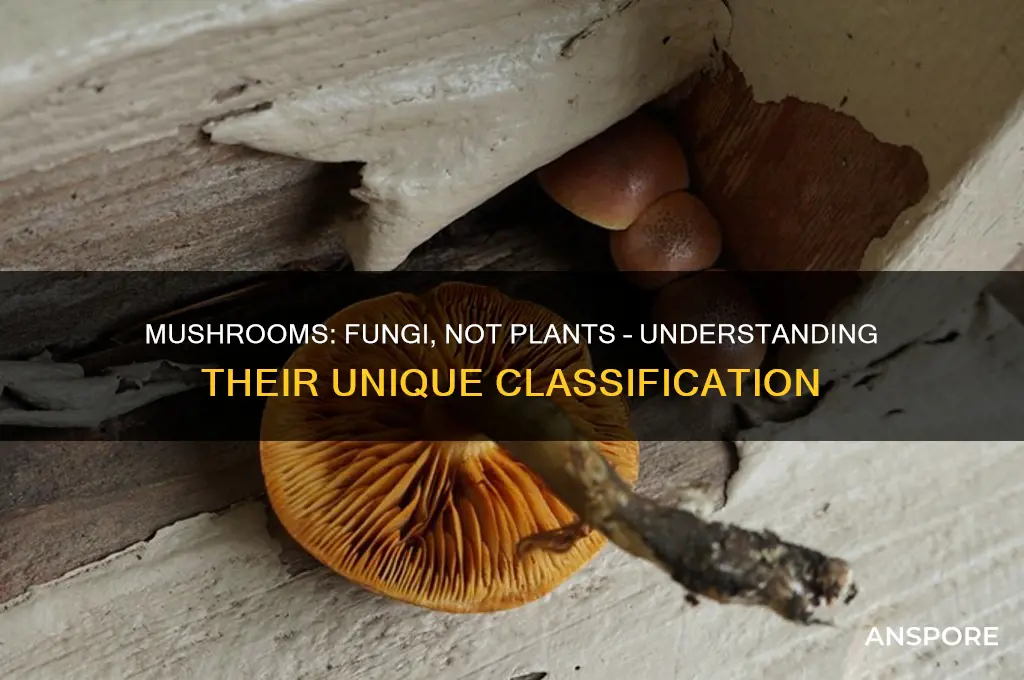 what is a mushroom classified as