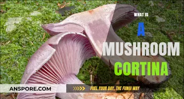 Mushroom Cortina: Nature's Magical Veil