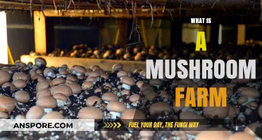 Mushroom Farm: A Guide to Cultivation