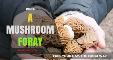 Mushroom Foray: A Beginner's Guide to Hunting