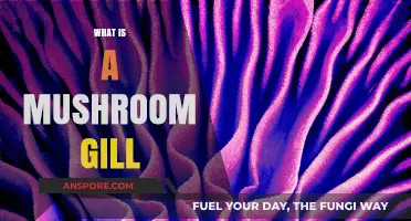 Mushroom Anatomy: What are the Gills?