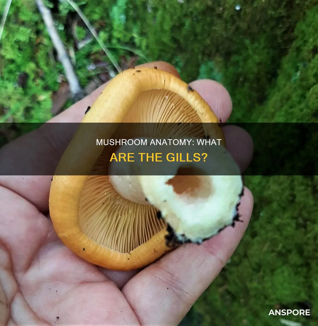 what is a mushroom gill
