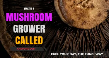 Exploring the Art of Mushroom Cultivation: What’s a Grower Called?