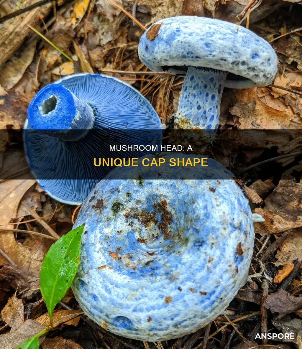 what is a mushroom head