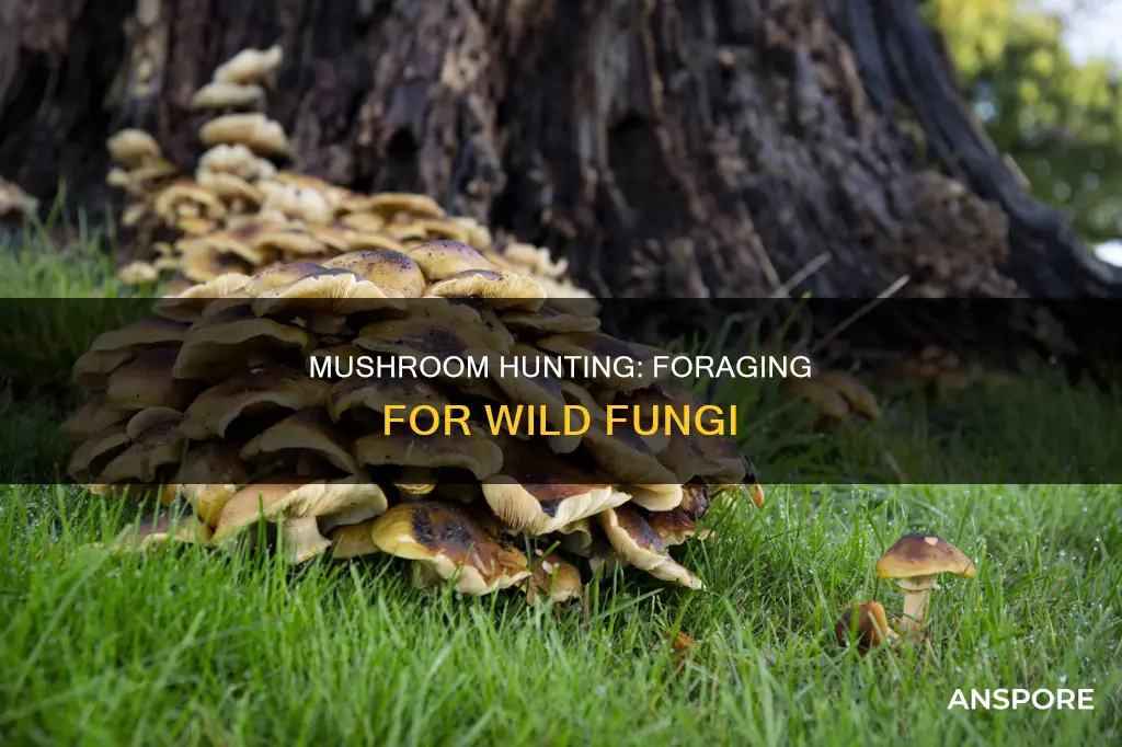 what is a mushroom hunter