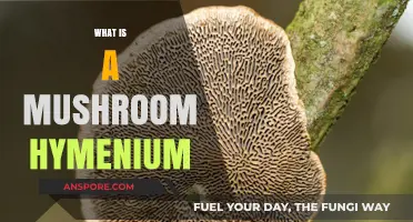 Mushroom's Hymenium: The Magical Spores' Factory