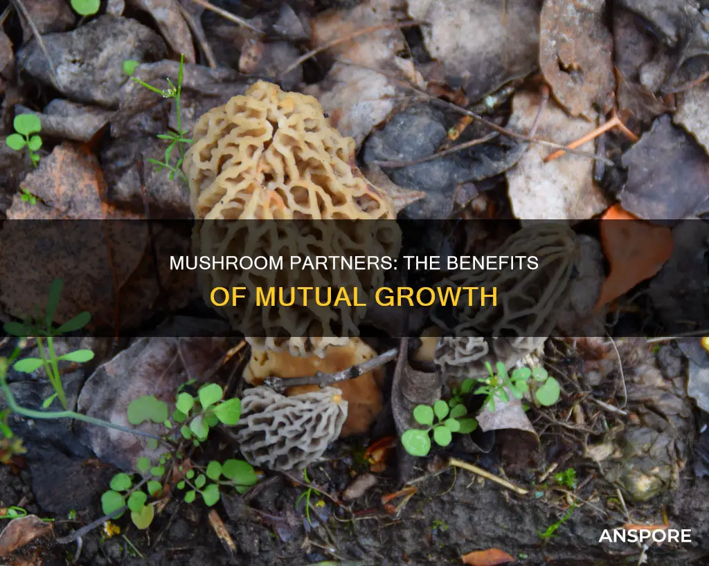 what is a mushroom partner