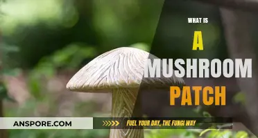 Mushroom Patch: Nature's Magic Carpet