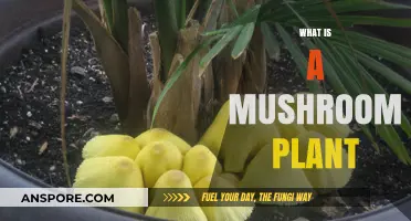 Mushroom Plants: Nature's Magical Mystery