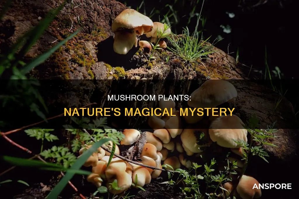 what is a mushroom plant