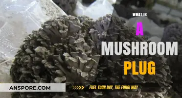 Mushroom Plugs: An Easy Way to Grow Mushrooms