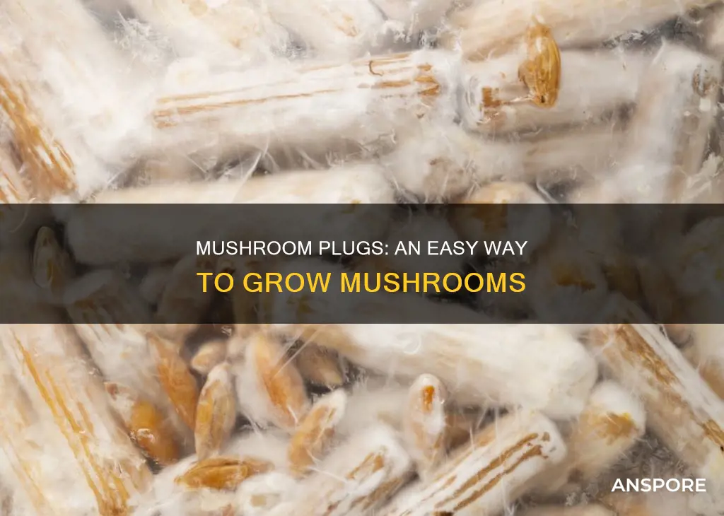what is a mushroom plug