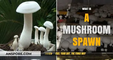 Mushroom Spawn: What Is It?