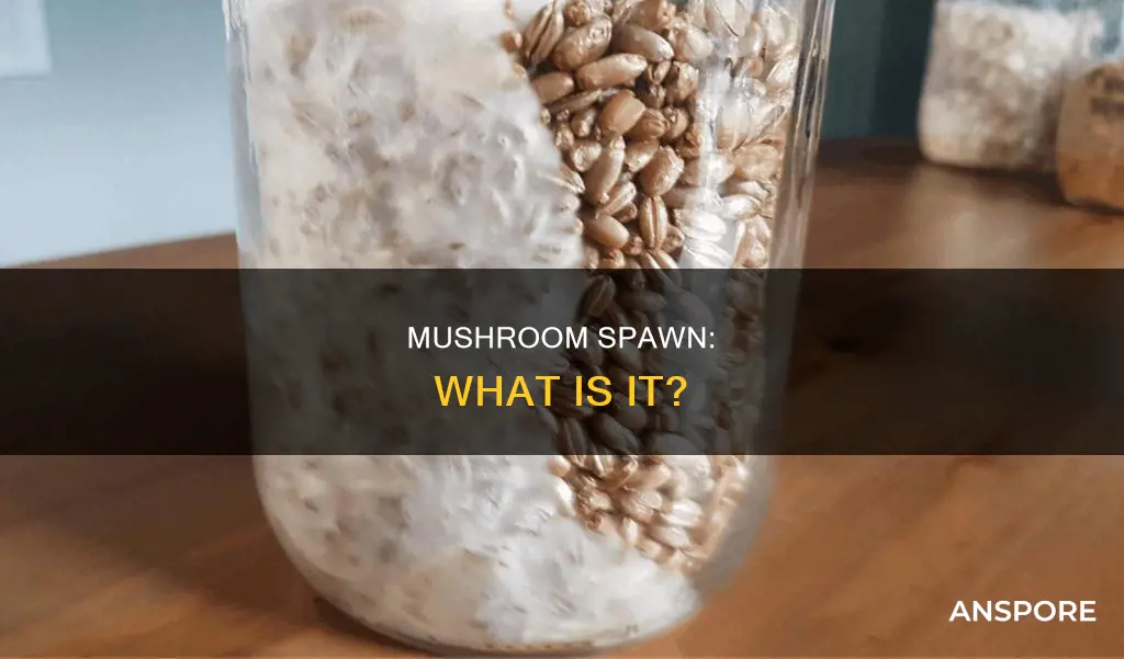 what is a mushroom spawn