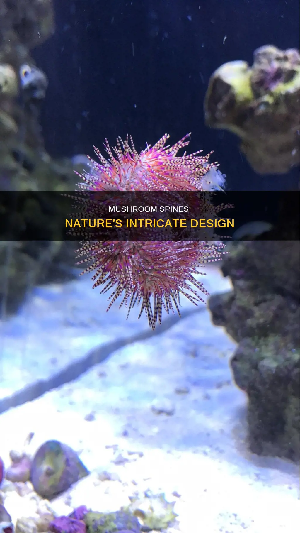 what is a mushroom spine