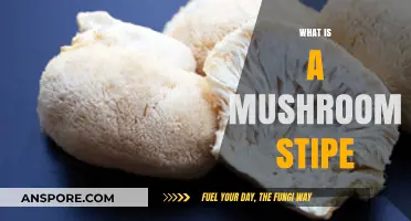 Mushroom Stipe: What's the Stem's Function?