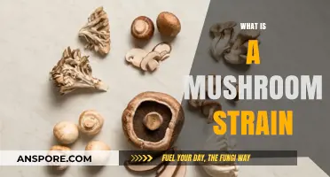 Mushroom Strains: Understanding Their Unique Genetic Makeup