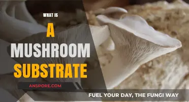Mushroom Substrate: What's the Base of Your Shrooms?