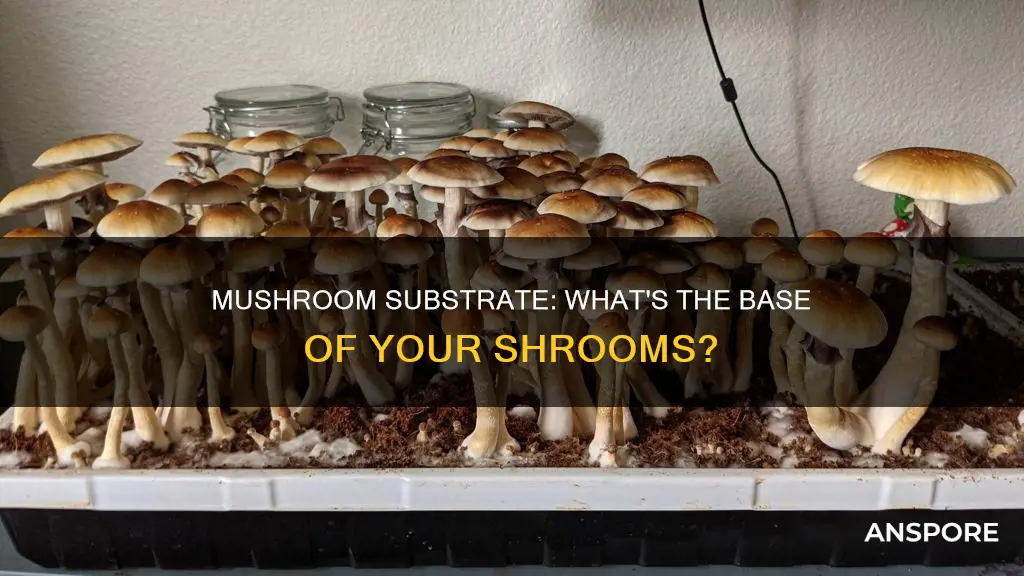 what is a mushroom substrate