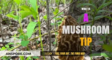 Mushroom Tips: Nature's Hidden Secrets Unveiled
