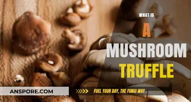 Mushroom Truffles: Underground Delicacies Explained