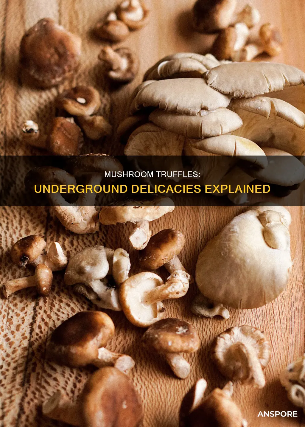 what is a mushroom truffle