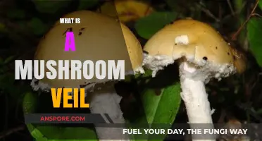 Mushroom Veils: Unveiling the Secrets of Fungi