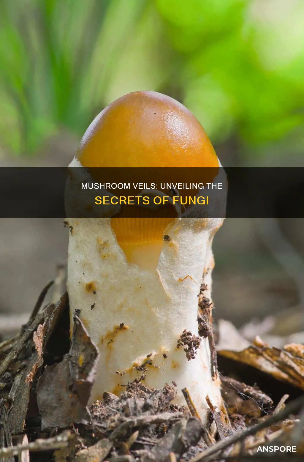 what is a mushroom veil