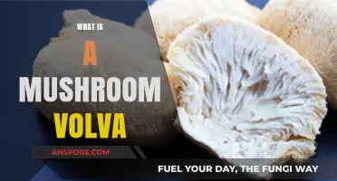 Mushroom Volva: What It Is and Why It Matters