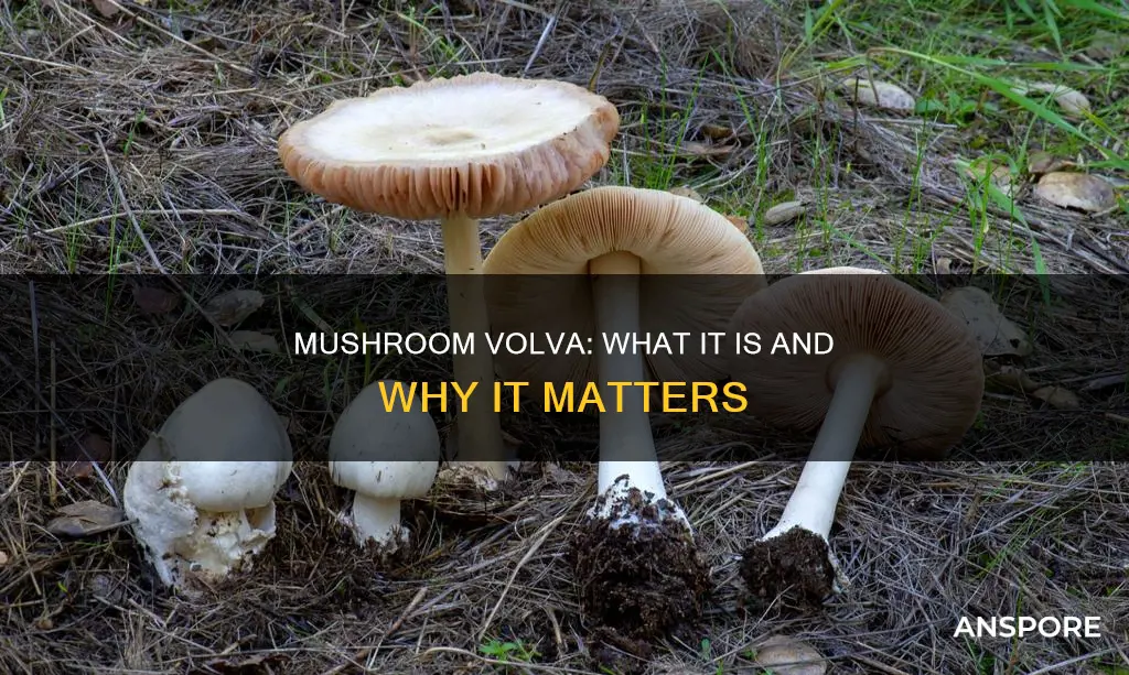 what is a mushroom volva
