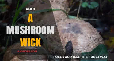 Mushroom Wicks: The Art of Fungi Lights