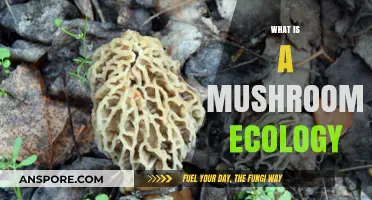 Mushrooms' Magical Ecological Impact
