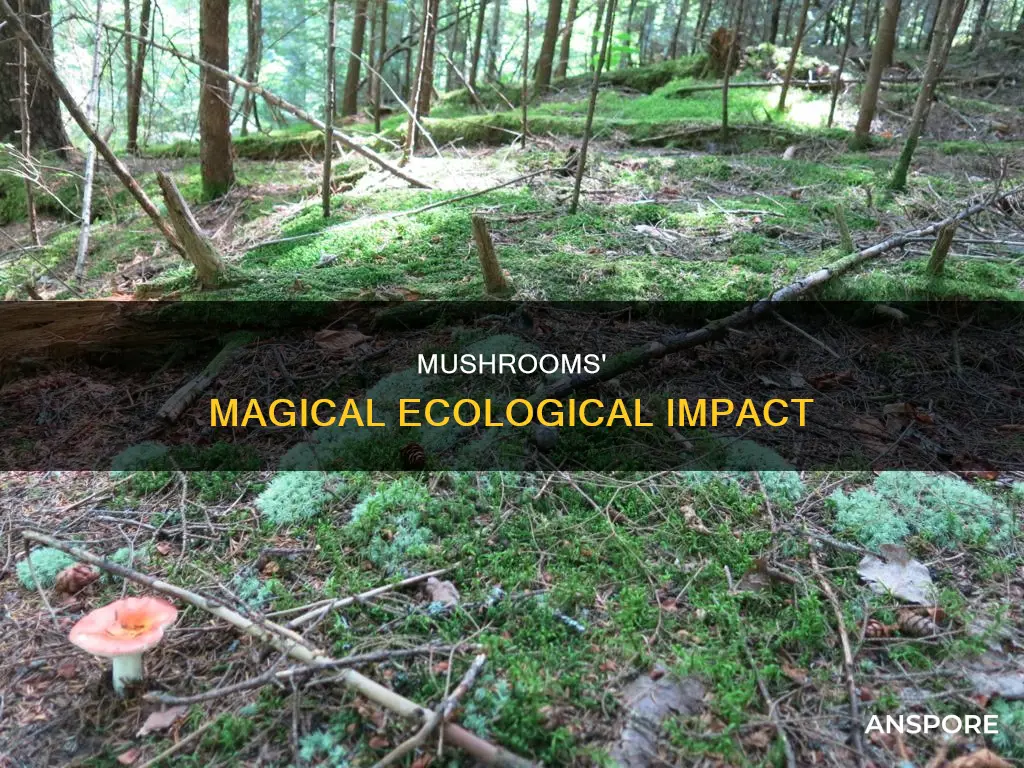 what is a mushrooms ecology