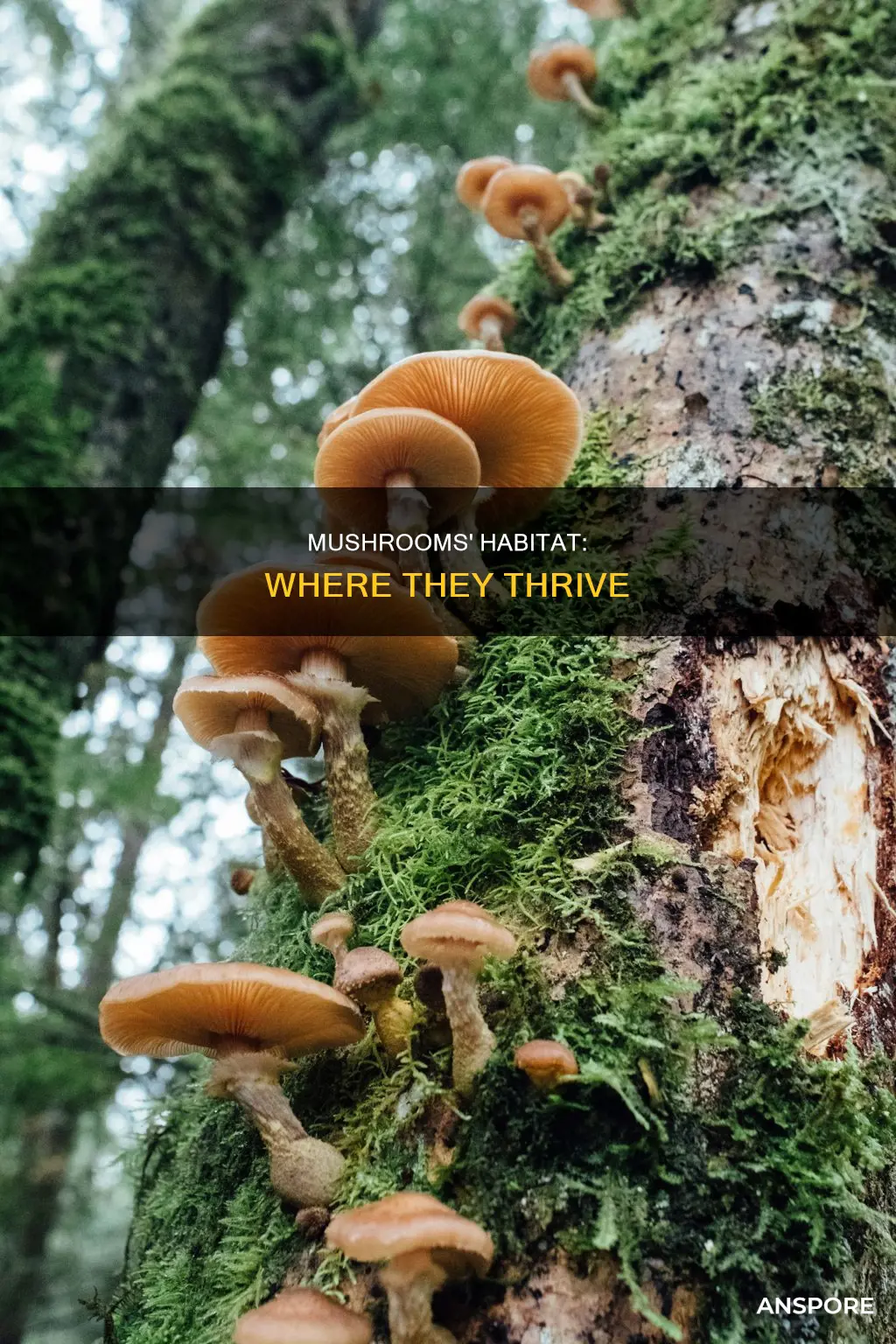 what is a mushrooms habitat