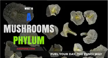 Mushrooms: A Kingdom of Their Own