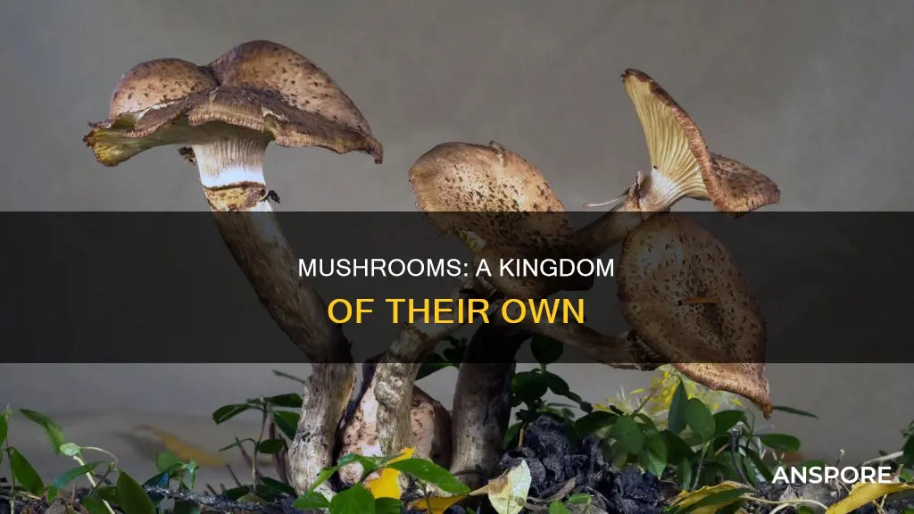 what is a mushrooms phylum
