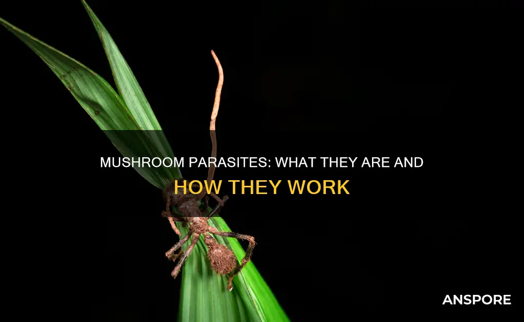 what is a parasitic mushroom