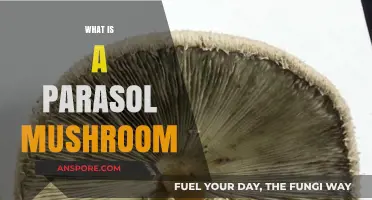 Explore the Unique Parasol Mushroom