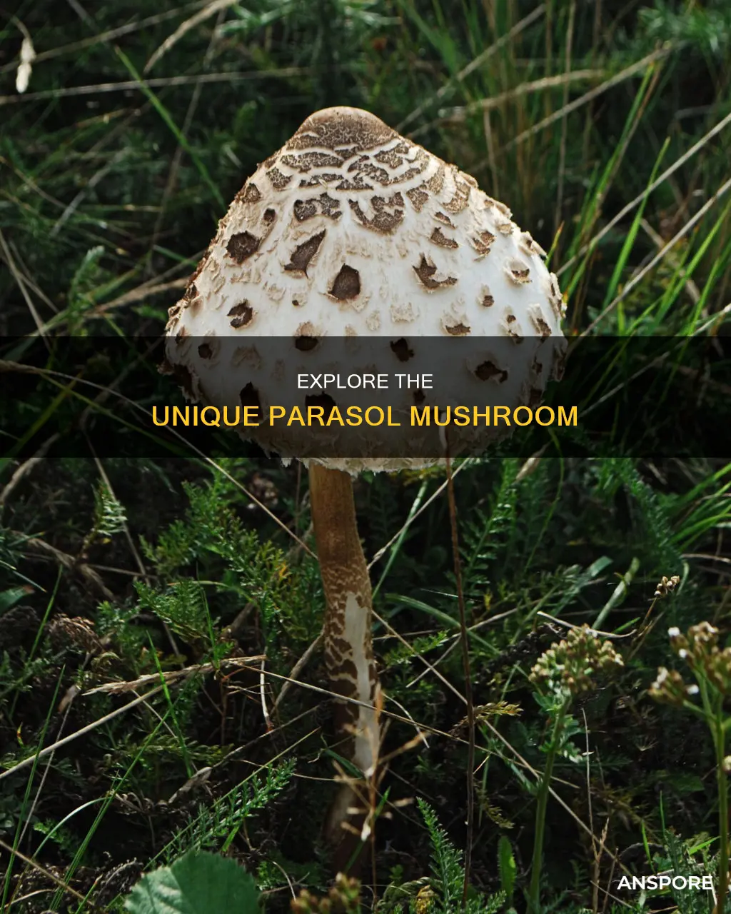 what is a parasol mushroom