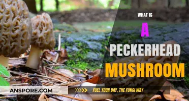 Peckerhead Mushrooms: Nature's Oddity Explained