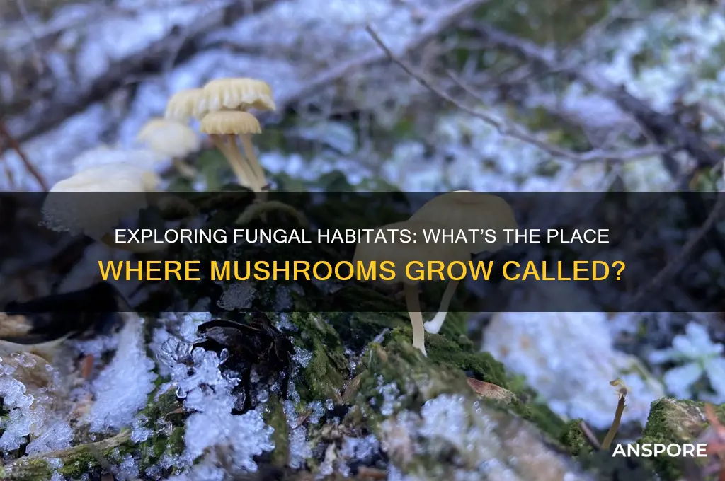 what is a place where mushrooms grow called