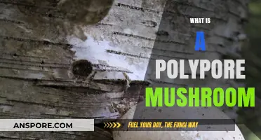 Polypore Mushrooms: Nature's Decomposers and Their Benefits